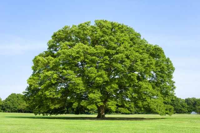 応用力のある土台を作る森のイメージ